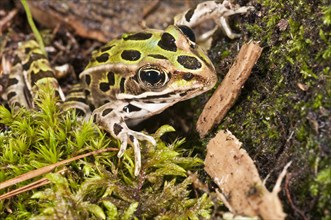 The northern leopard frog