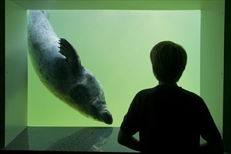 Child watching common seal