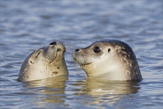 Close up of two young common seals