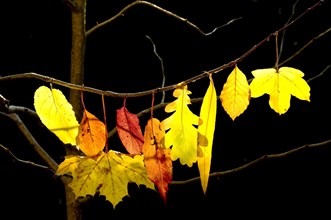 Autumn leaves of various trees on a branch