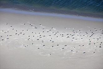 Aerial view of Common Seal