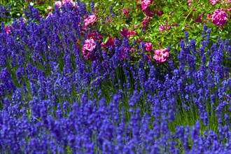 Real lavender in a garden in front of a rose bed