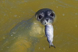 Close up of Common Seal