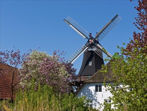 The windmill in Moorsee in spring