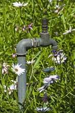 A standpipe and tap amongst grass and flowers