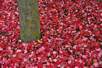 Red autumn leaves lying under a tree