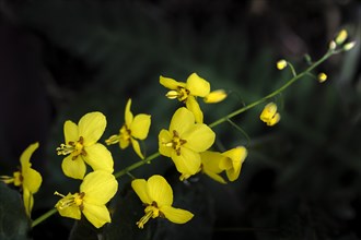 Epimedium perralchium fronleiten Barrenwort