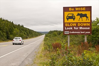 Be Wise Slow Down Look for Moose