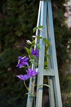 Clematis \The President\ using an obelisk as support