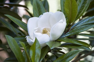 (Magnolia Grandiflora) Exmouth. This specimen shown growing in a suburban garden in South East UK,