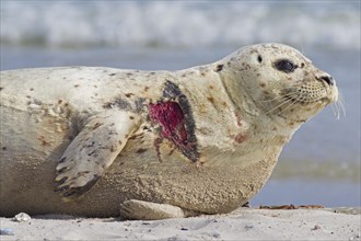 Injured Common seal