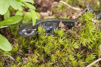 The Blue-spotted salamander