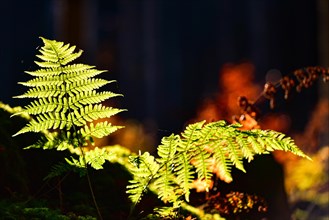Autumn mood in the forest with ferns against the light