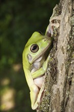 Whites Tree Frog