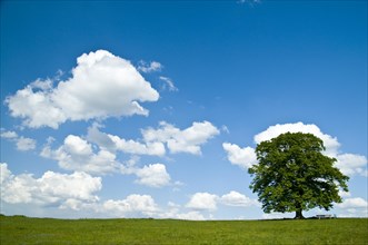 Linden tree on hill