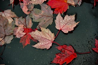 The leaves of a red maple lie on the wet road