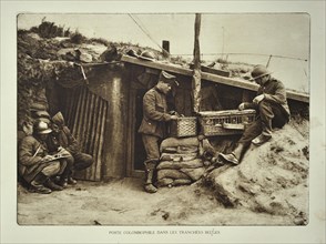 Soldiers in trench fitting messages on carrier pigeons in Flanders during the First World War