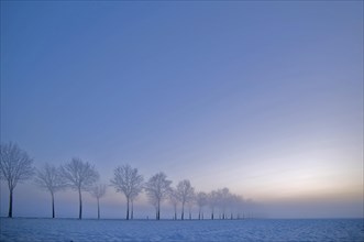 Avenue of trees in winter at sunrise with ground fog
