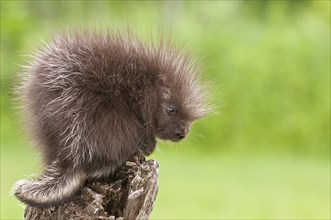 Baby North American porcupine