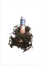Birds nest with broken egg shell and Euro banknotes spilling out