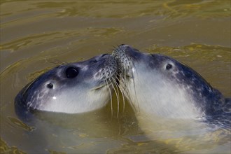 Close up of two common seal