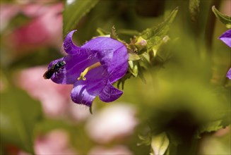 Peach-leaved bellflower Insect