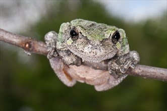 Gray tree frog