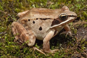 The wood frog