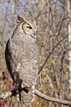 Common Great Horned Owl