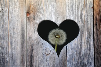 Heart in a wooden door with dandelion behind