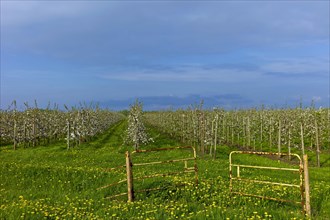 Blossoming apple trees in the Alte Land near Jork