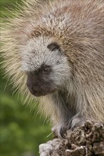 Adult male North American porcupine