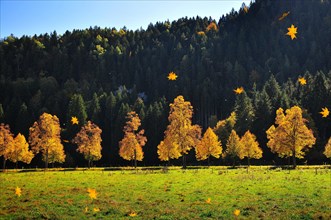Trees in autumn light near Schwangau