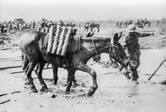 Horses and mules used for transporting WWI artillery shells at the front