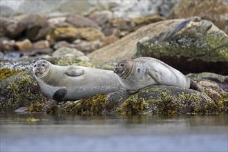 Two common seals