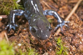 The Blue-spotted salamander