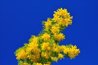 Flower of the silver acacia or silver wattle
