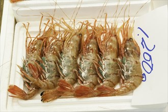 Large fresh shrimp for sale