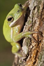 The green tree frog