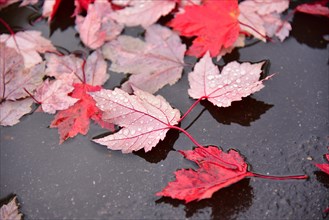 Foliage of a red maple lies on the wet road