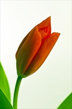 Red flowering tulip