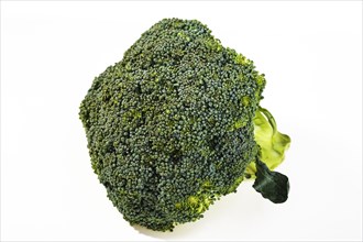 Head of green broccoli