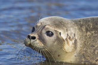 Close-up portrait of molting common seal