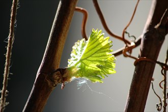 Leaf of a vine