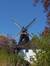 The windmill in Moorsee in spring
