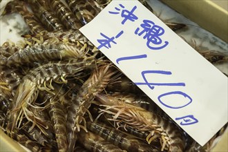 Japanese tiger prawns