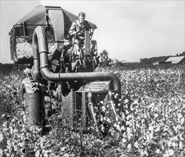 1950s black and white archival photo showing mechanical cotton picker