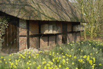 Half-timbered house with daffodils and beehives