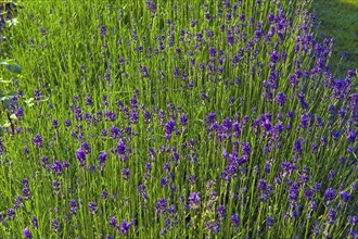 True lavender