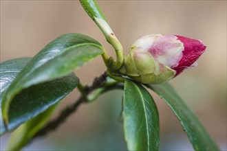 (Camellia japonica) Adolphe Audusson. Common Camellia. Close up of flower bud, showing some colour